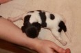 /album/fotogalerie-uz-je-nam-11-dni/img-8546-jpg/